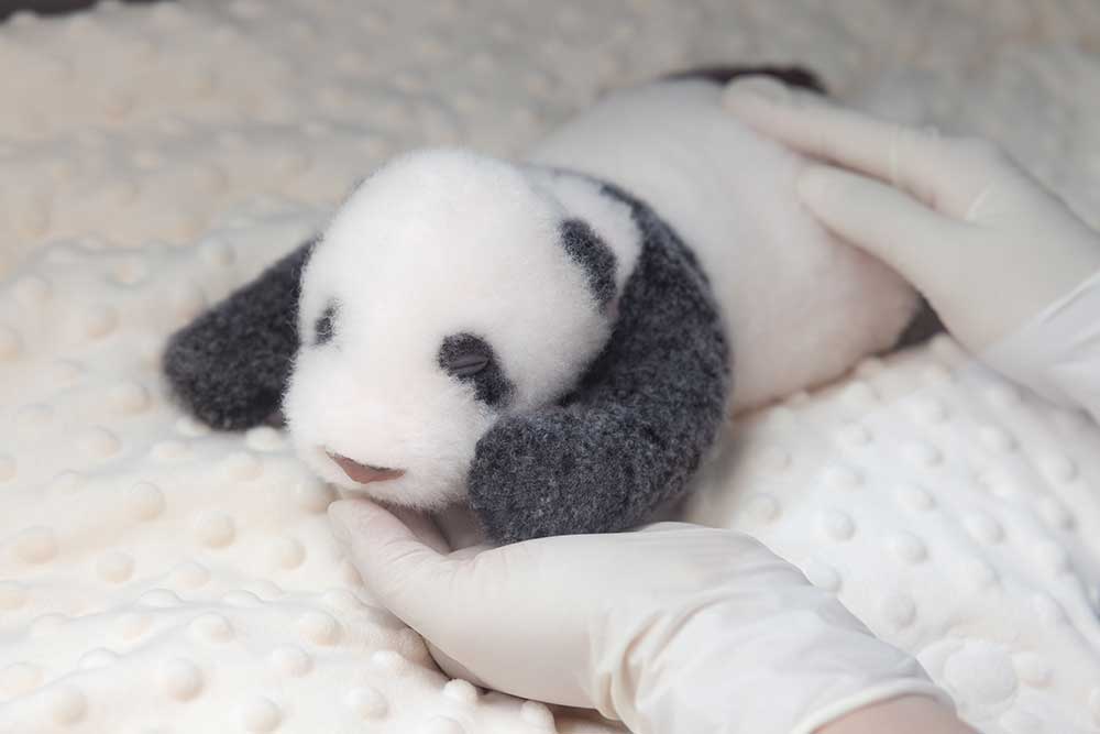 Newborn Panda Cub Plush – Sleeping & Awakening Editions