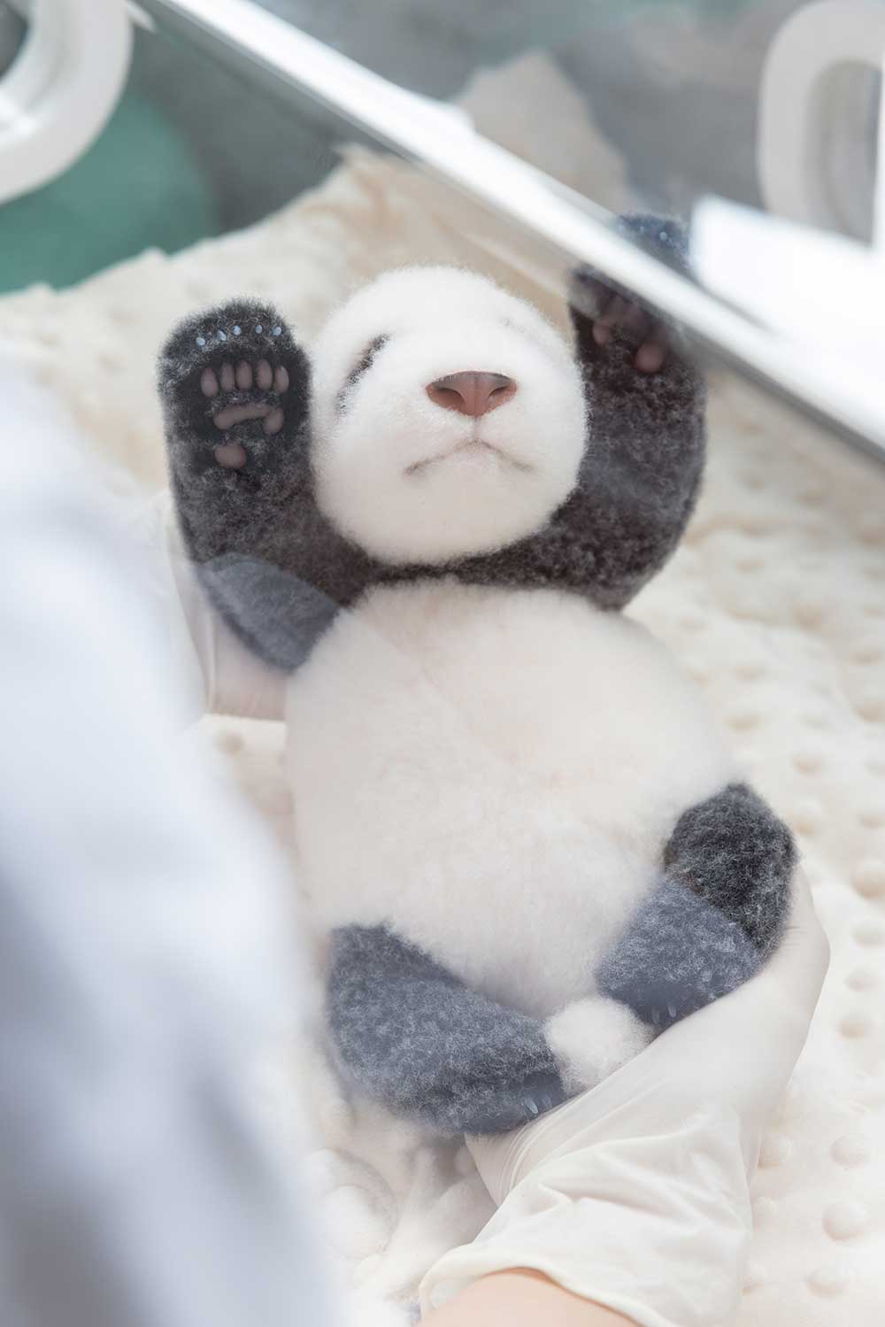 Newborn Panda Cub Plush – Sleeping & Awakening Editions