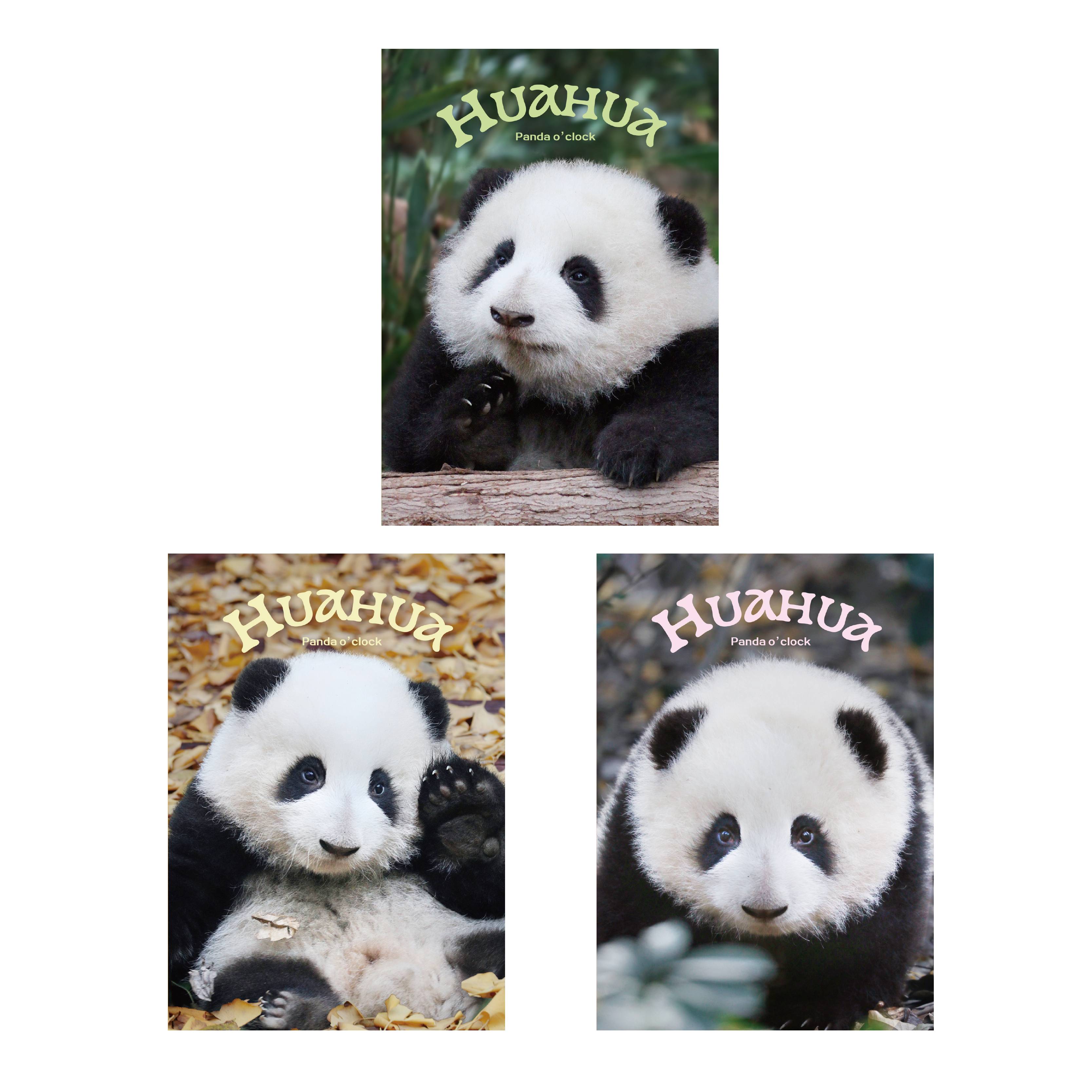 Hua Hua File Folder Set Design A